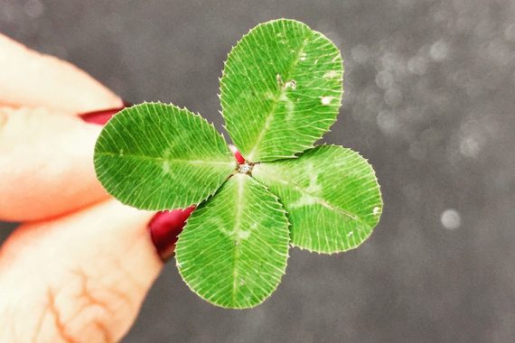 Photo of a 4-leaf clover