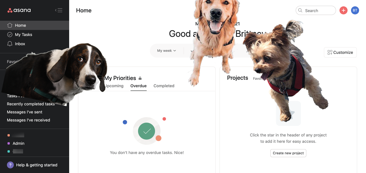 Dogs all over the Asana interface