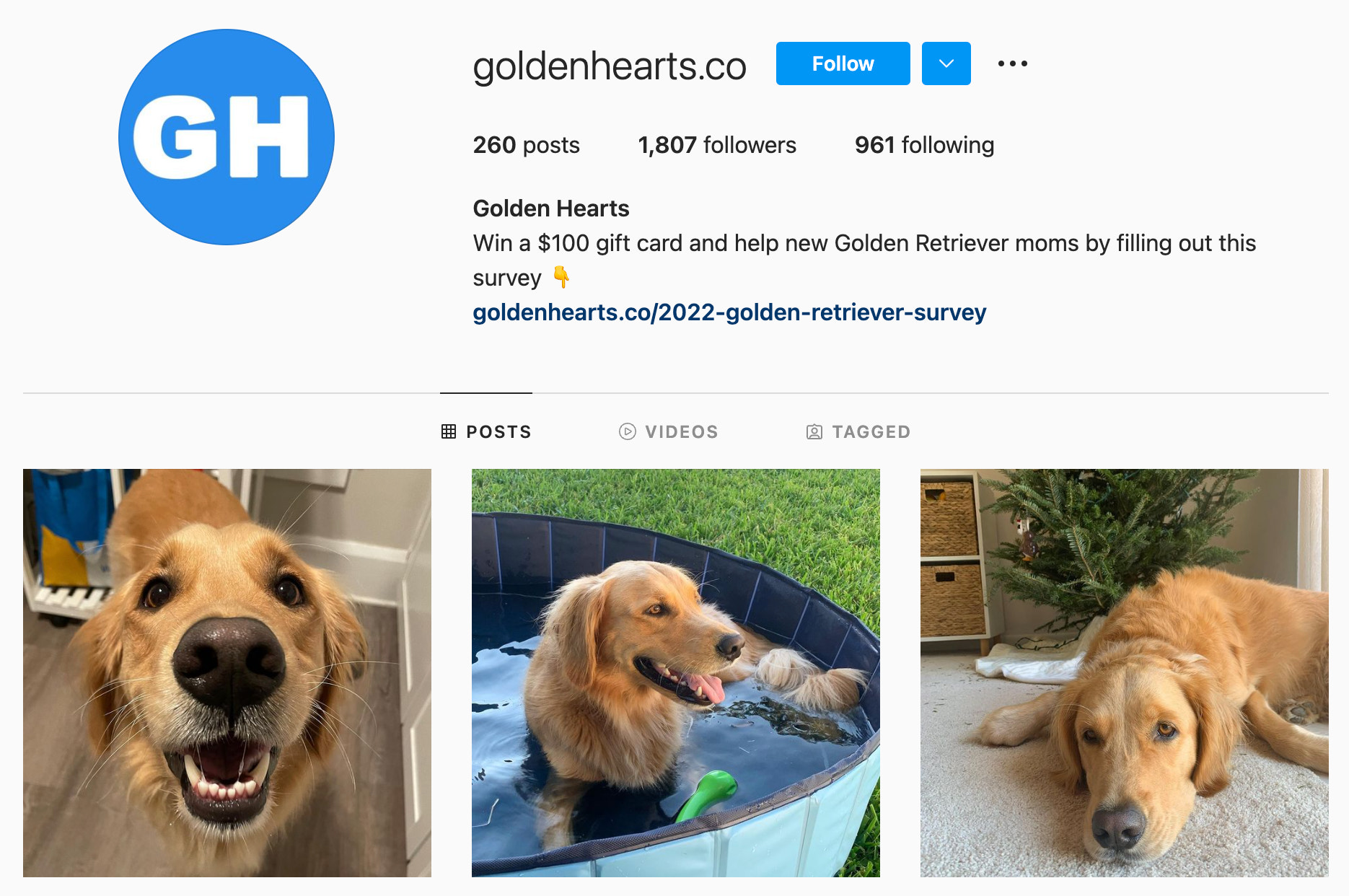 Golden Hearts Instagram profile
